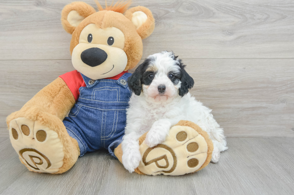 9 week old Mini Bernedoodle Puppy For Sale - Puppy Love PR