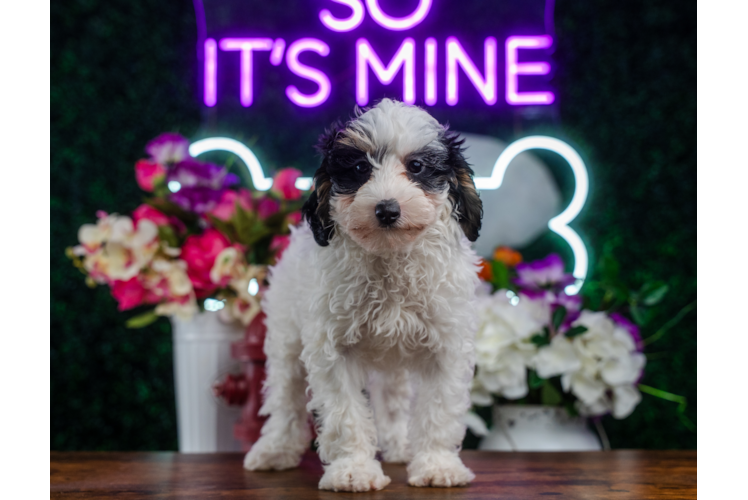Best Mini Bernedoodle Baby