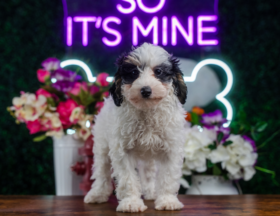 Best Mini Bernedoodle Baby