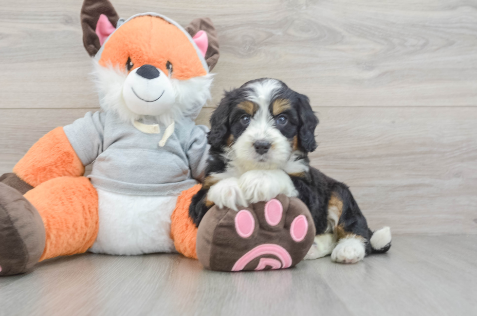 5 week old Mini Bernedoodle Puppy For Sale - Puppy Love PR