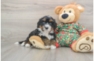 Mini Bernedoodle Pup Being Cute