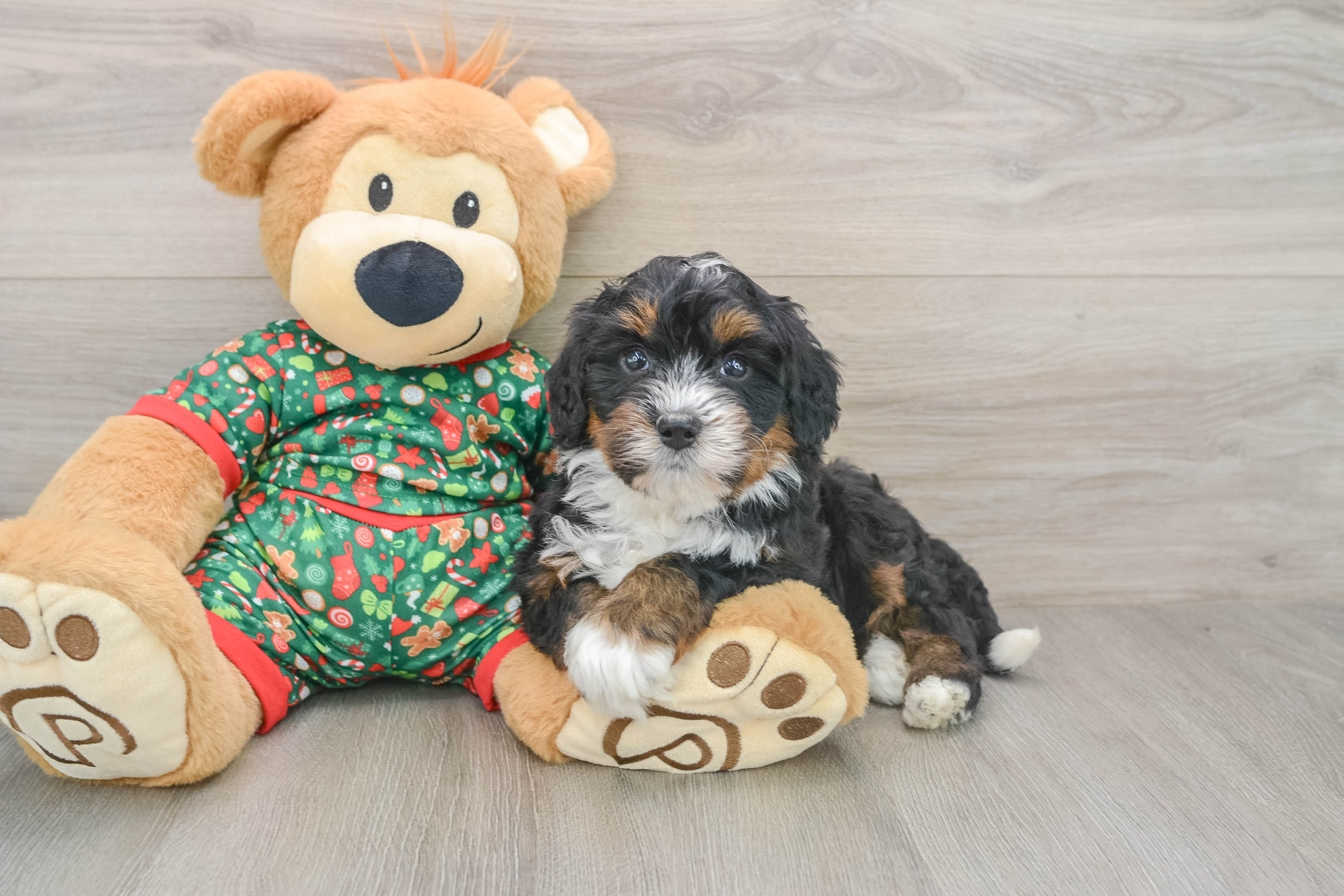 Friendly Mini Bernedoodle Baby