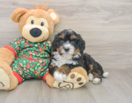 7 week old Mini Bernedoodle Puppy For Sale - Puppy Love PR