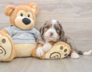 7 week old Mini Bernedoodle Puppy For Sale - Puppy Love PR