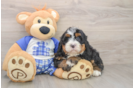 Best Mini Bernedoodle Baby