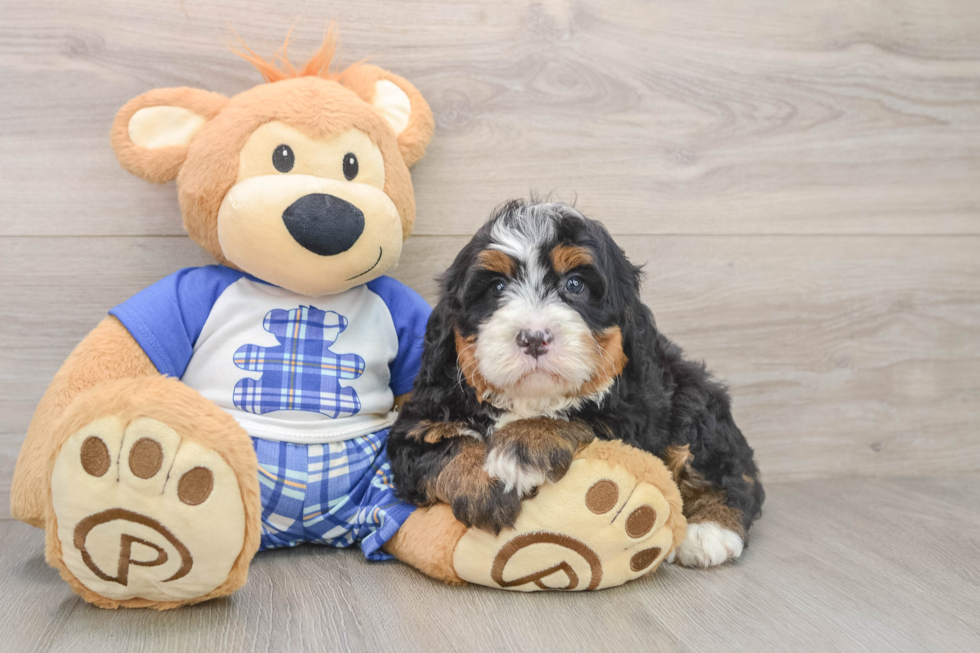 Best Mini Bernedoodle Baby