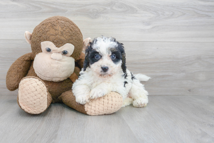 Cute Mini Bernedoodle Baby