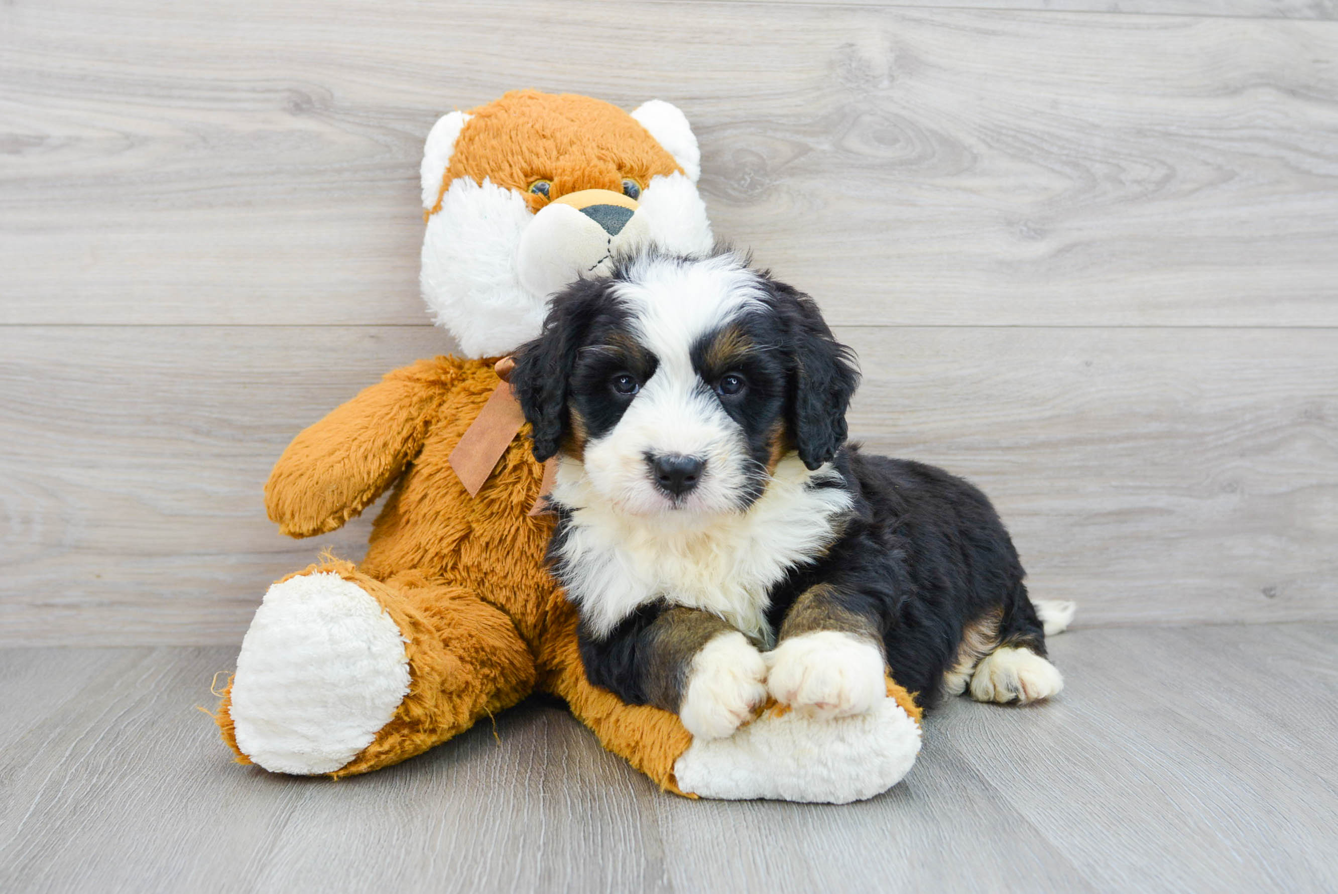 Baby bernedoodle sales