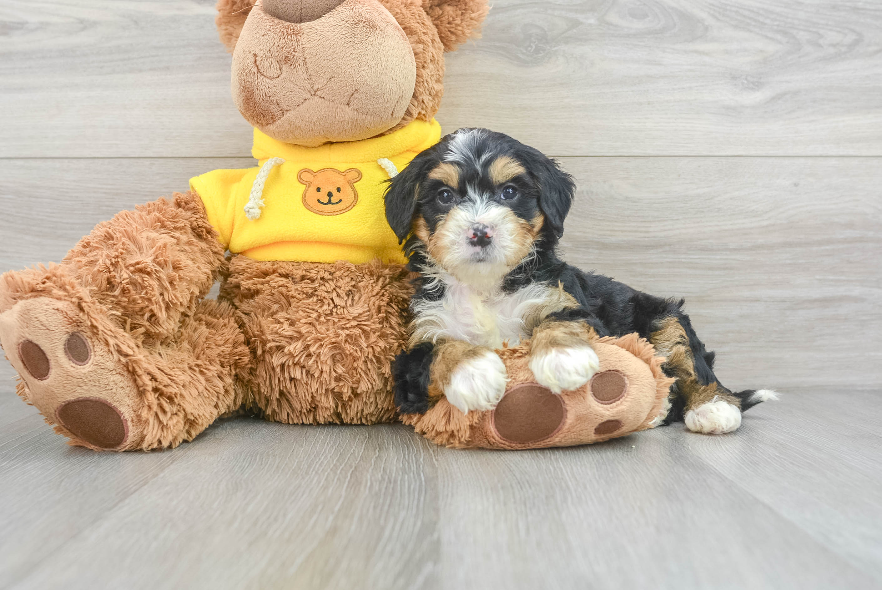 Sweet Mini Bernedoodle Baby