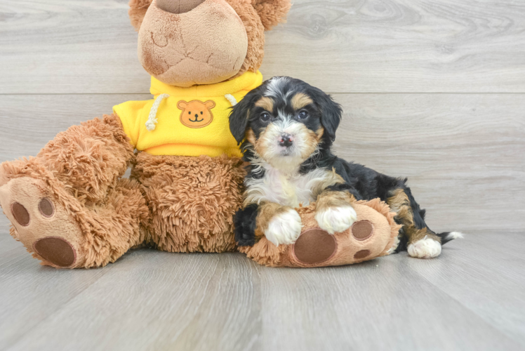 Meet Marie - our Mini Bernedoodle Puppy Photo 1/3 - Puppy Love PR Sweet Mini Bernedoodle Baby