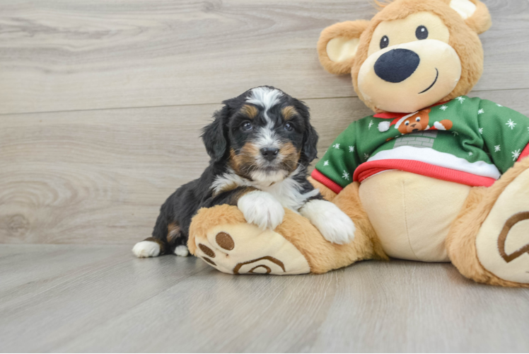 Meet Marie - our Mini Bernedoodle Puppy Photo 1/3 - Puppy Love PR Hypoallergenic Bernadoodle Poodle Mix Puppy