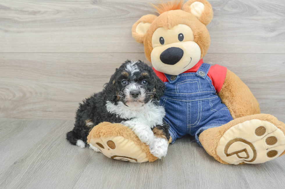 Energetic Mini Bernepoo Poodle Mix Puppy