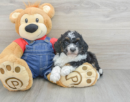 9 week old Mini Bernedoodle Puppy For Sale - Puppy Love PR