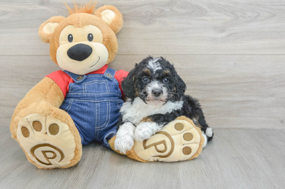 9 week old Mini Bernedoodle Puppy For Sale - Puppy Love PR