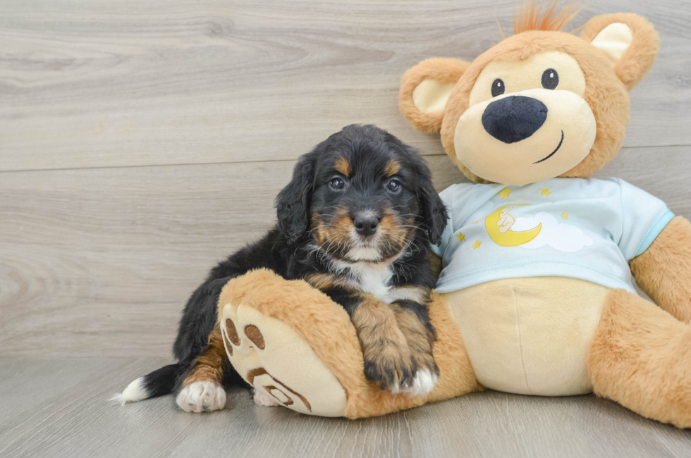 5 week old Mini Bernedoodle Puppy For Sale - Puppy Love PR