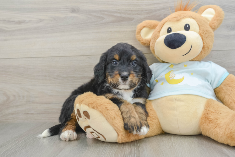 Meet Marie - our Mini Bernedoodle Puppy Photo 1/3 - Puppy Love PR Mini Bernedoodle Puppy for Adoption