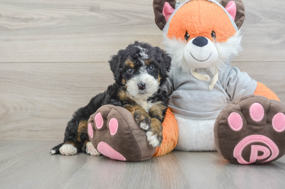 5 week old Mini Bernedoodle Puppy For Sale - Puppy Love PR