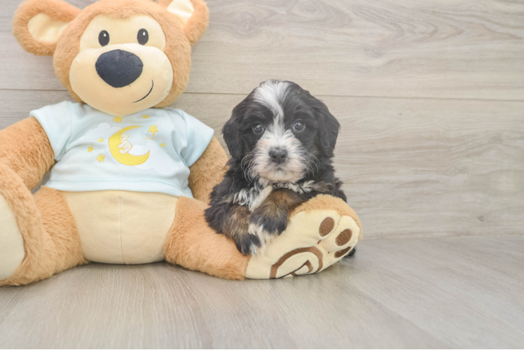 Adorable Bernadoodle Poodle Mix Puppy