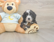 6 week old Mini Bernedoodle Puppy For Sale - Puppy Love PR