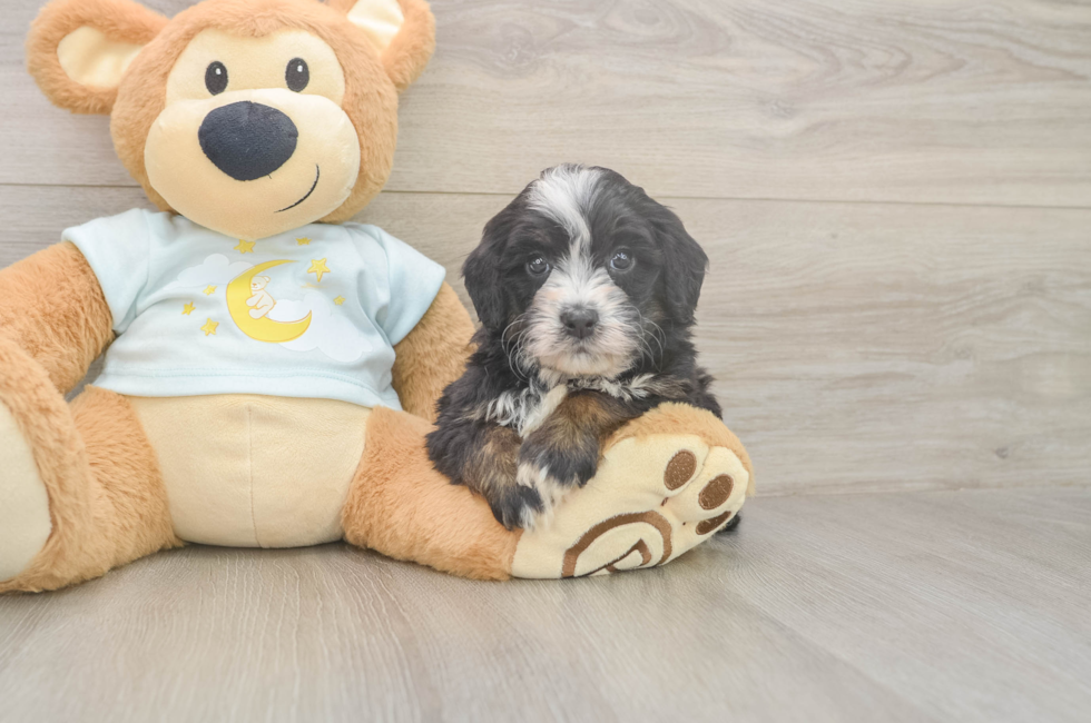 5 week old Mini Bernedoodle Puppy For Sale - Puppy Love PR