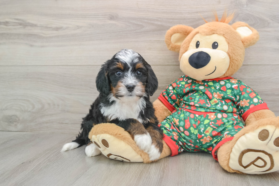 Mini Bernedoodle Puppy for Adoption