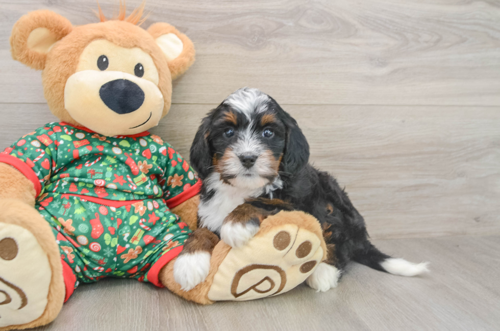 5 week old Mini Bernedoodle Puppy For Sale - Puppy Love PR
