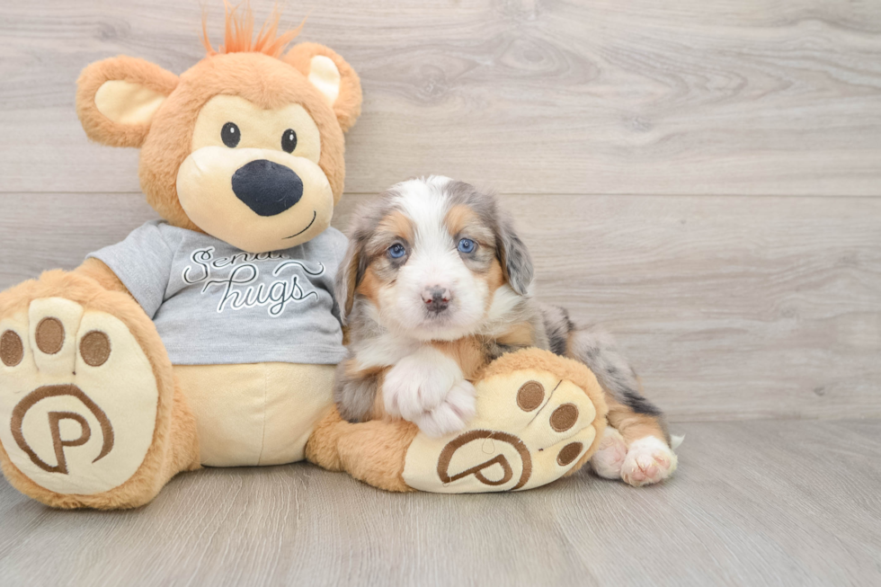 Sweet Mini Bernedoodle Baby
