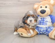 7 week old Mini Bernedoodle Puppy For Sale - Puppy Love PR