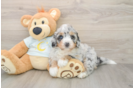 Best Mini Bernedoodle Baby