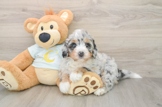 Best Mini Bernedoodle Baby