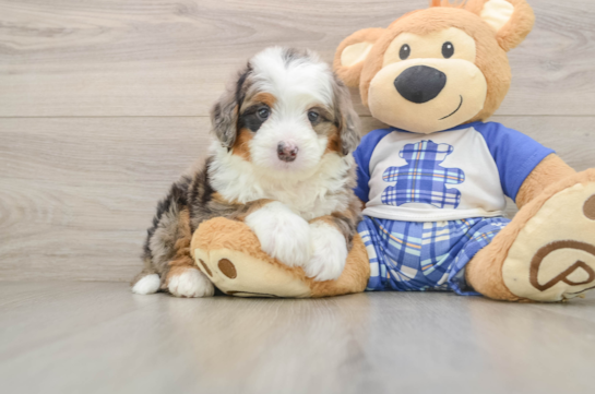 MARIE, a Mini Bernedoodle littermate