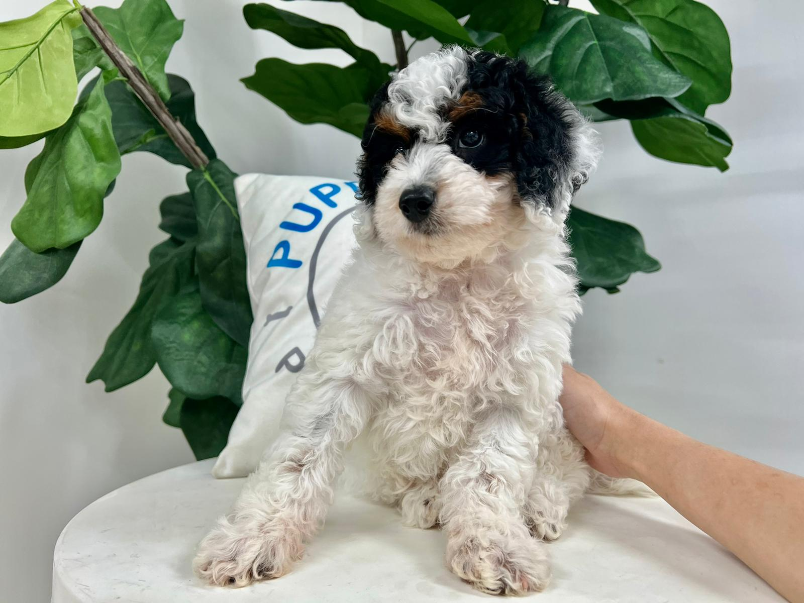 Mini Bernedoodle Puppy for Adoption