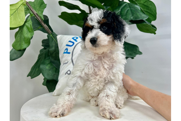 Meet Marie - our Mini Bernedoodle Puppy Photo 1/5 - Puppy Love PR Mini Bernedoodle Puppy for Adoption