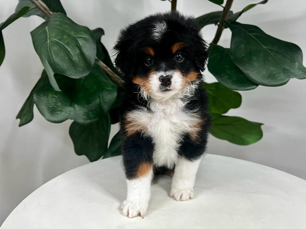 Best Mini Bernedoodle Baby