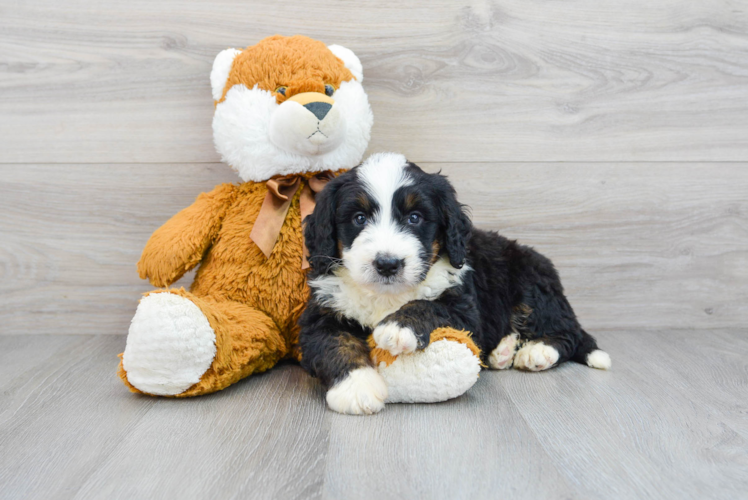 Cute Mini Bernedoodle Baby