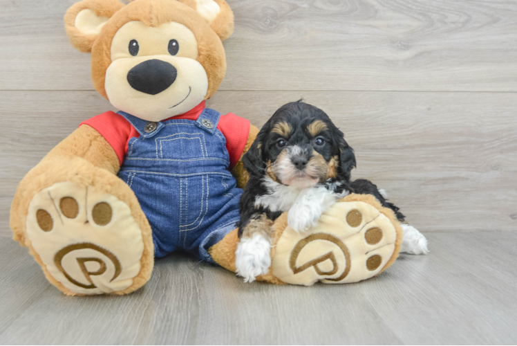 Meet Marvin - our Mini Bernedoodle Puppy Photo 1/3 - Puppy Love PR Best Mini Bernedoodle Baby