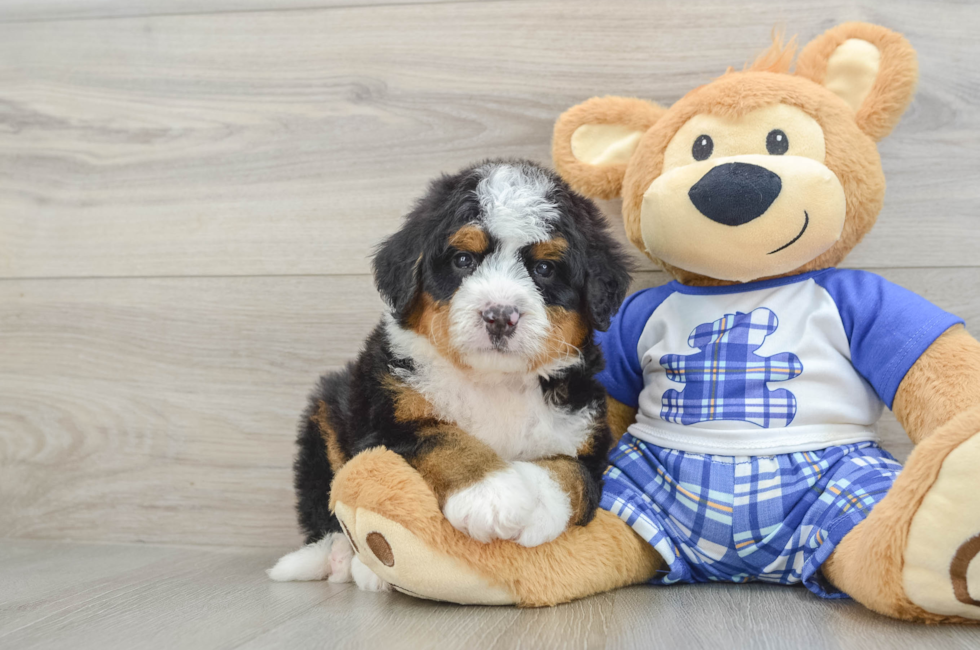 6 week old Mini Bernedoodle Puppy For Sale - Puppy Love PR
