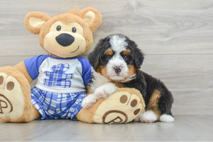 Happy Mini Bernedoodle Baby