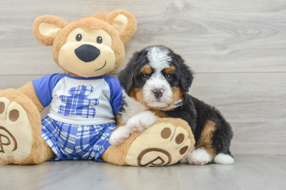7 week old Mini Bernedoodle Puppy For Sale - Puppy Love PR