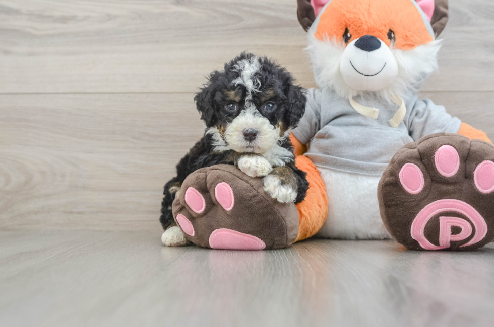 5 week old Mini Bernedoodle Puppy For Sale - Puppy Love PR