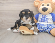 7 week old Mini Bernedoodle Puppy For Sale - Puppy Love PR