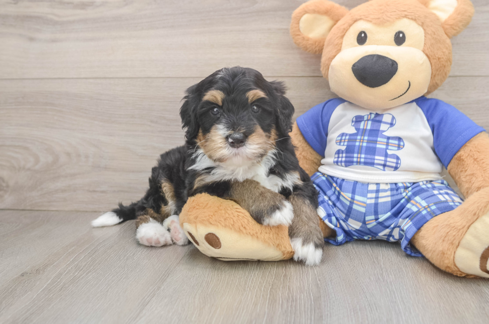 5 week old Mini Bernedoodle Puppy For Sale - Puppy Love PR