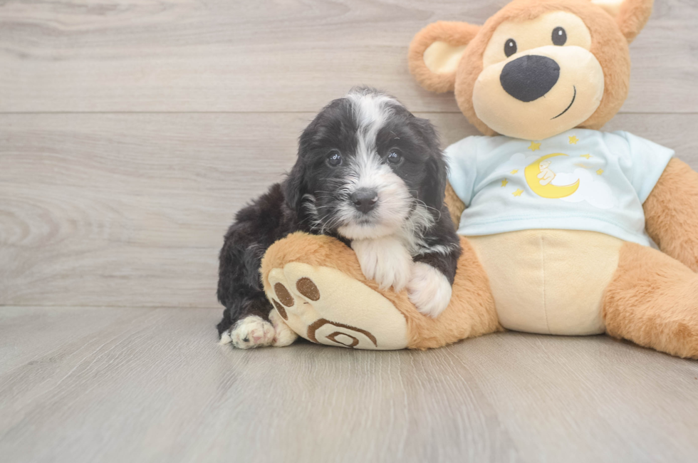 5 week old Mini Bernedoodle Puppy For Sale - Puppy Love PR