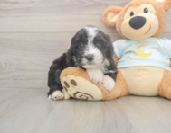 5 week old Mini Bernedoodle Puppy For Sale - Puppy Love PR 5 week old Mini Bernedoodle Puppy For Sale - Puppy Love PR