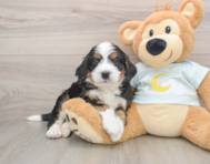 5 week old Mini Bernedoodle Puppy For Sale - Puppy Love PR