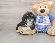 7 week old Mini Bernedoodle Puppy For Sale - Puppy Love PR