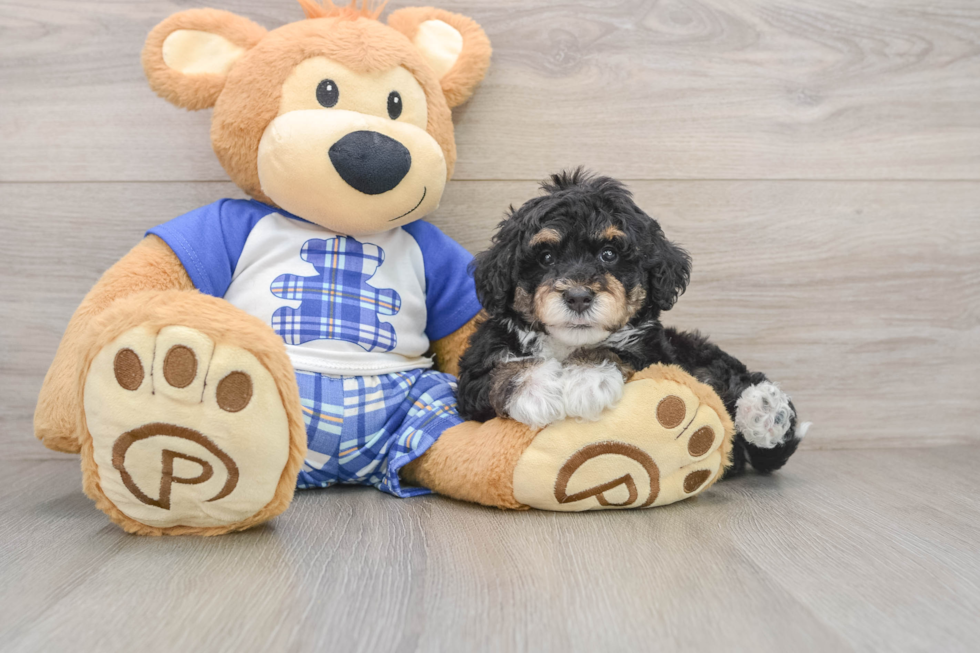 Cute Mini Bernedoodle Baby