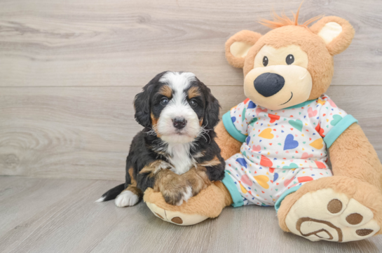Mini Bernedoodle Puppy for Adoption