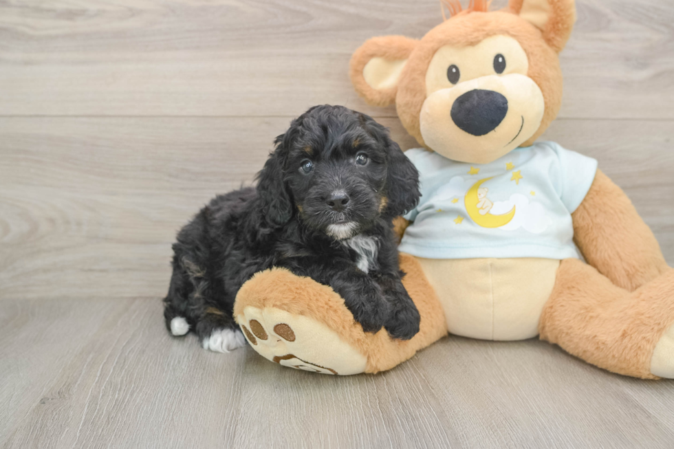 Mini Bernedoodle Puppy for Adoption