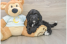 Best Mini Bernedoodle Baby